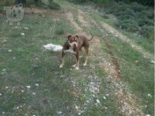 Pit bull red nose..Kαθαρόαιμα Μόνο για γνώστες..